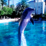 dolphin habitat mirage